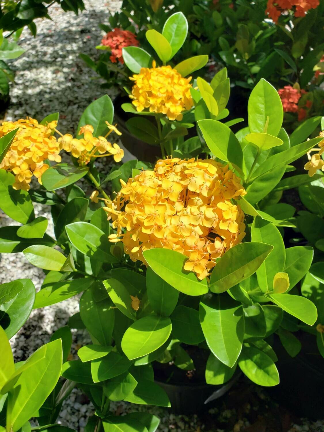 'Yellow Maui' Ixora