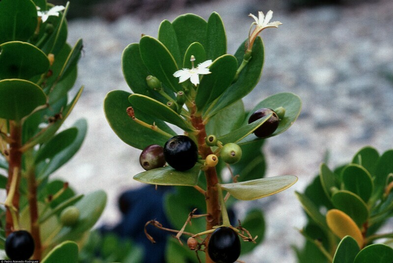 Inkberry Scaevola plumieri