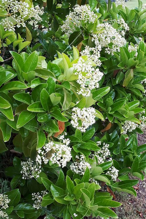 Sweet Viburnum