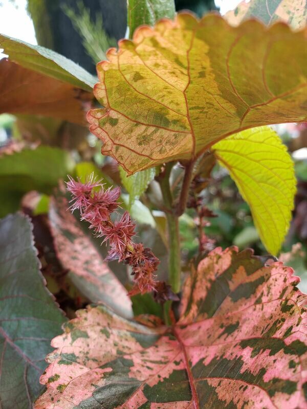 Copper Plant