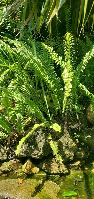 Florida Sword Fern Nephrolepis exaltata