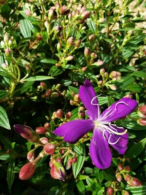 Dwarf Tibouchina 3g