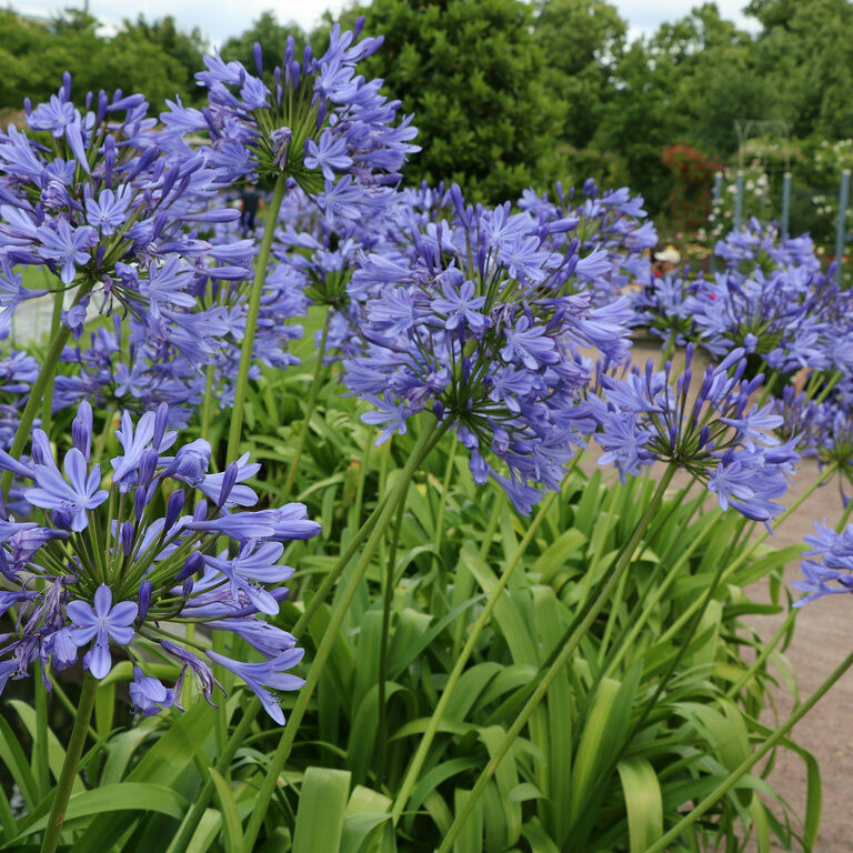 Agapanthus (Blue Lily of the Nile)