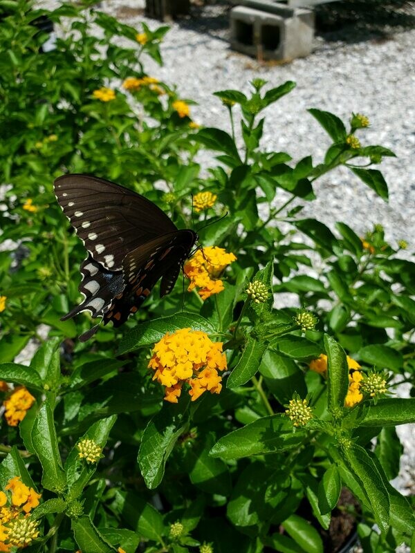 Pineland Lantana Var. floridana