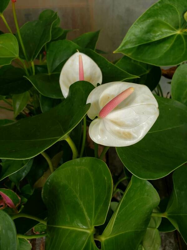 Anthurium
