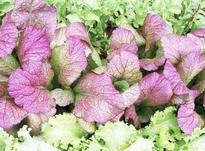 Red Giant Mustard- Southern Exposure Seeds