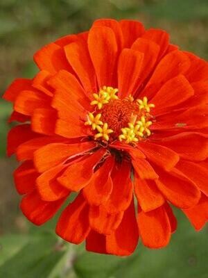 State Fair Mixed Zinnia- Southern Exposure Seeds