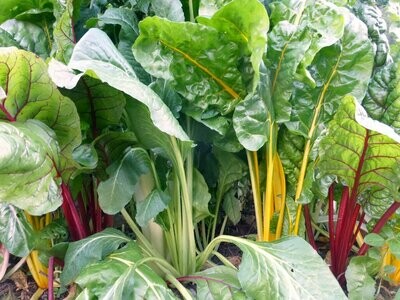 Rainbow (Five Color Silverbeet) Swiss Chard- Southern Exposure Seeds
