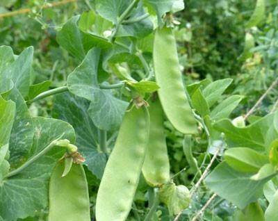 Oregon Giant Peas- Southern Exposure Seeds