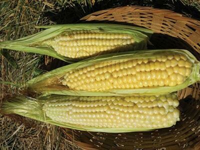 Ashworth Corn- Southern Exposure Seeds