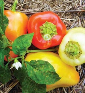 Yellow Belle Peppers- Southern Exposure Seeds