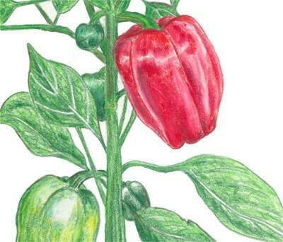 California Wonder Pepper- Southern Exposure Seeds