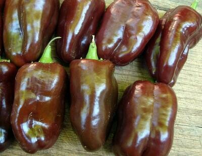 Sweet Chocolate (Choco) Peppers- Southern Exposure Seeds