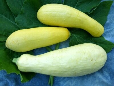 Early Prolific Straightneck Squash- Southern Exposure Seeds