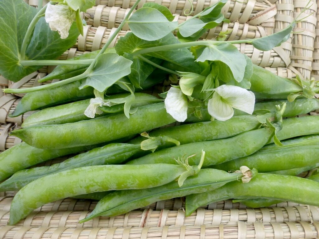 Green Arrow Peas- Southern Exposure Seeds