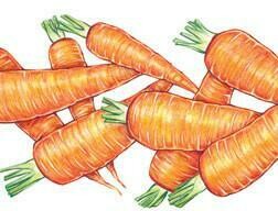 Danvers 126 Carrots- Southern Exposure Seeds