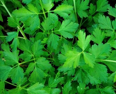 Dark Green Italian (Plain Leaf) Parsley- Southern Exposure Seeds