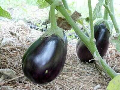 Black Beauty Eggplant- Southern Exposure Seeds