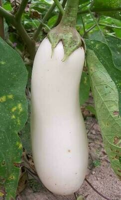White Beauty Eggplant- Southern Exposure Seeds