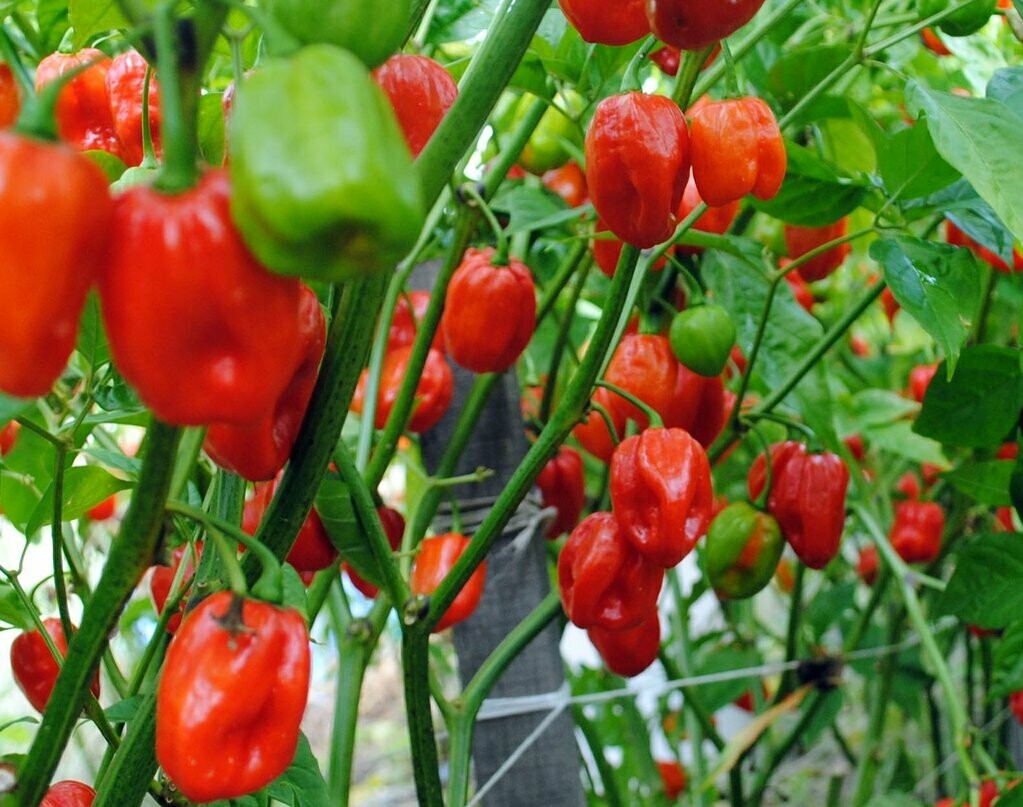 Aji Dulce Peppers- Southern Exposure Seeds