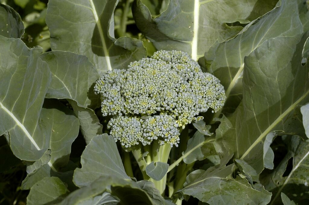 De Cicco Broccoli- Southern Exposure Seeds