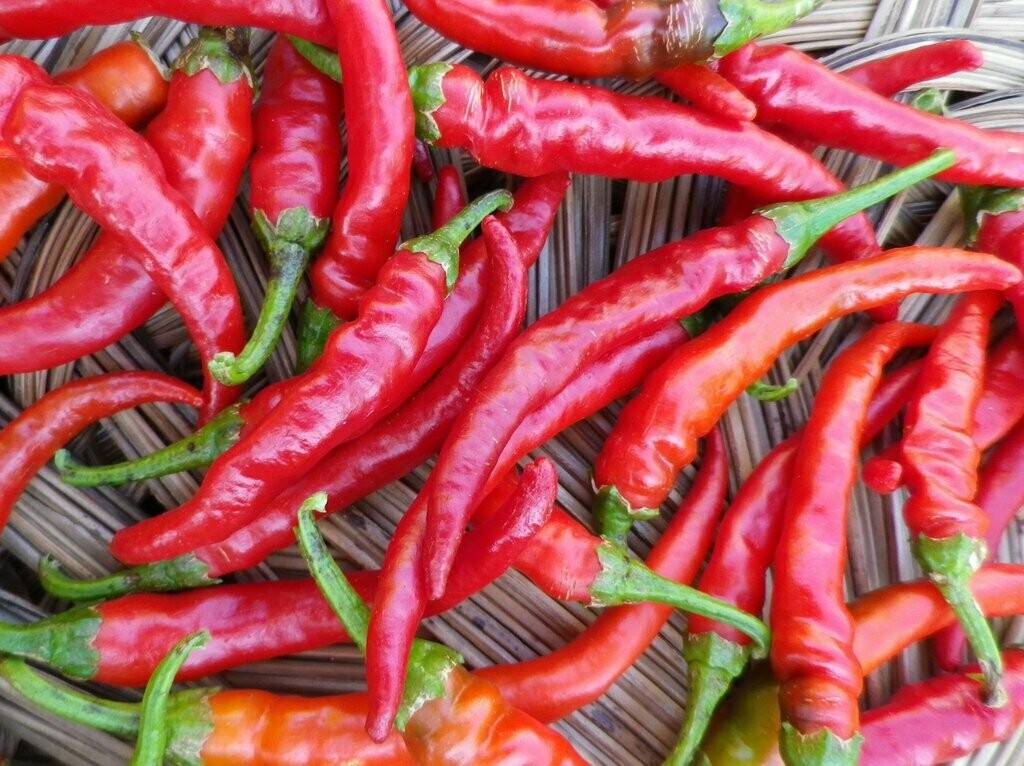 Long Red Cayenne Pepper- Southern Exposure Seeds