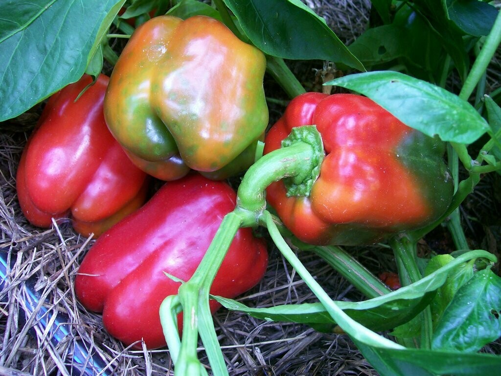 World Beater (Ruby Giant) Pepper- Southern Exposure Seeds