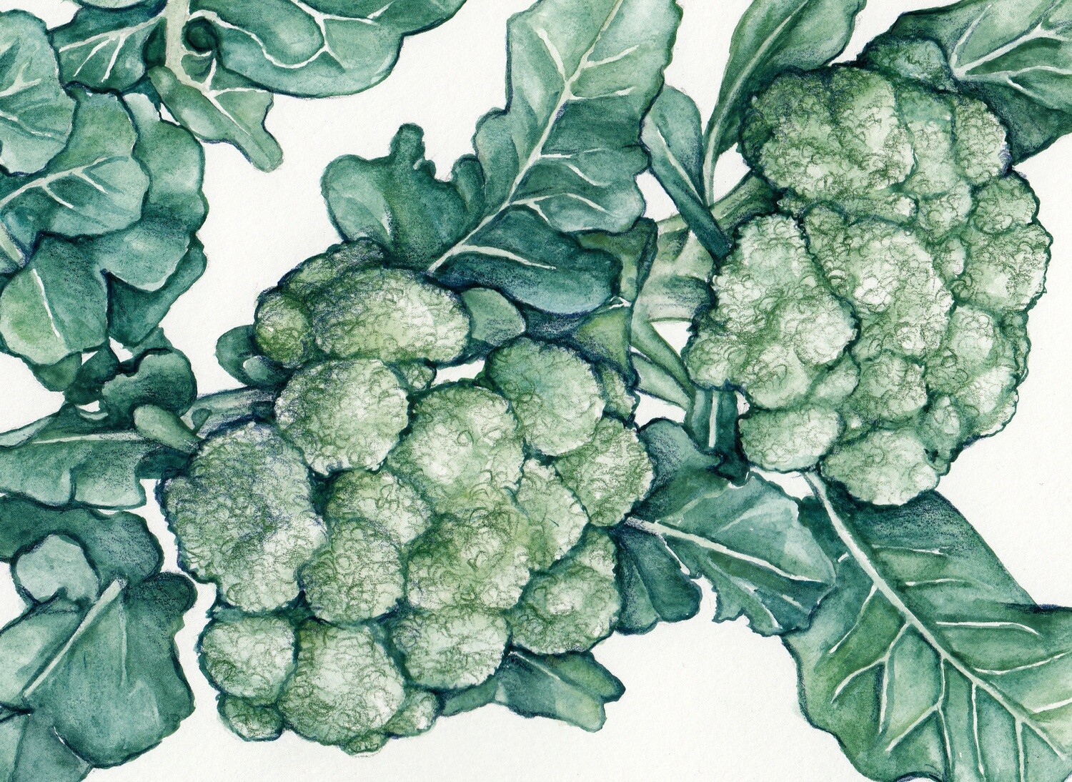 Calabrese (Ital. Green Sprouting) Broccoli- Southern Exposure Seeds