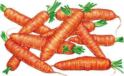 Scarlet Nantes Carrots- Southern Exposure Seeds