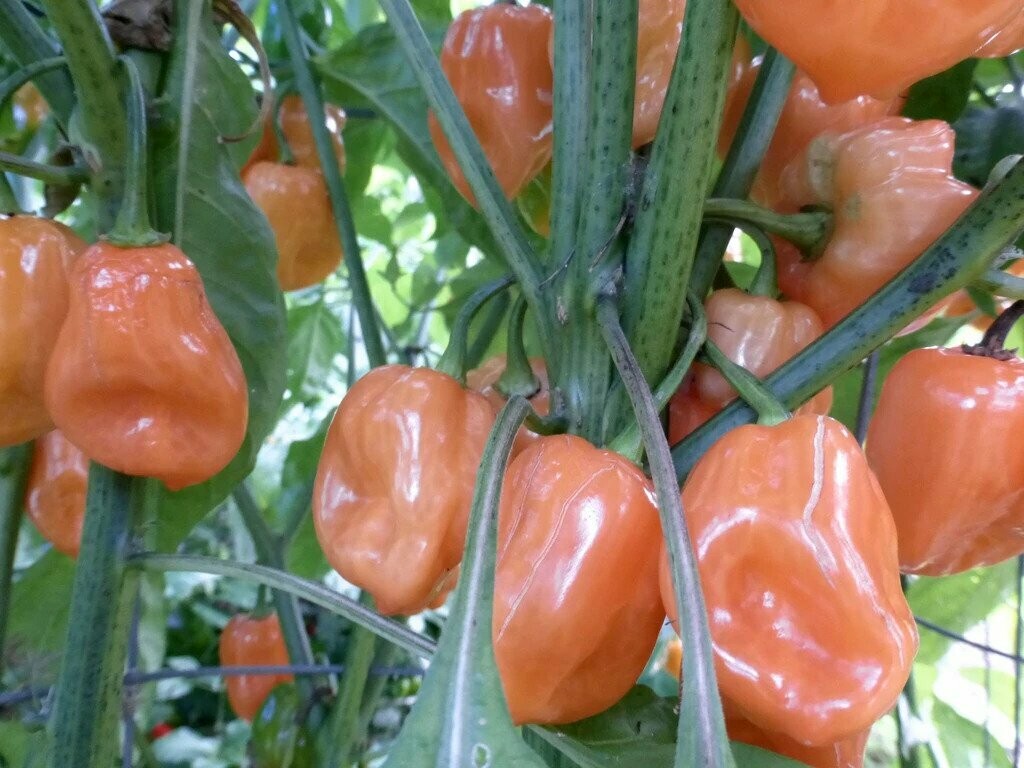Habanero Pepper- Southern Exposure Seeds