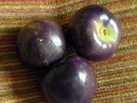 Purple Tomatillo- Southern Exposure Seeds