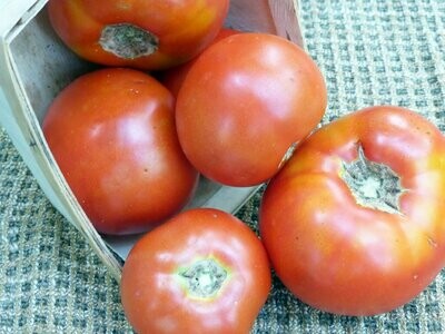 Abraham Lincoln Tomato- Southern Exposure Seeds