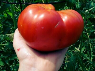 Mortgage Lifter VFN Tomato- Southern Exposure Seeds