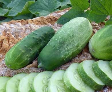 Homemade Pickles Cucumbers- Southern Exposure Seeds