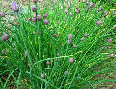 Chives- Southern Exposure Seeds