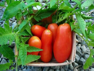 San Marzano Tomato - Southern Exposure Seeds