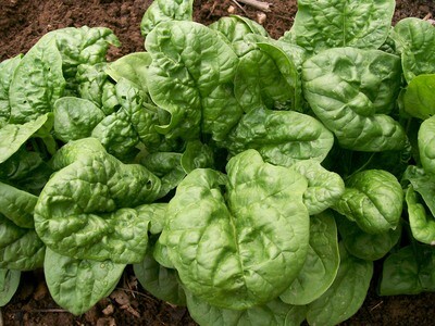 Long-Standing Bloomsdale Spinach- Southern Exposure Seeds