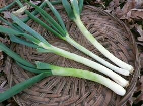 Evergreen Hardy White Onion- Southern Exposure Seeds