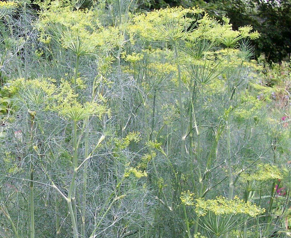 Long Island Mammoth Dill- Southern Exposure Seeds