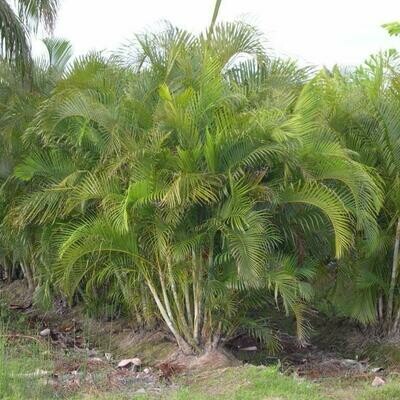 Florida-Friendly Palms & Cycads