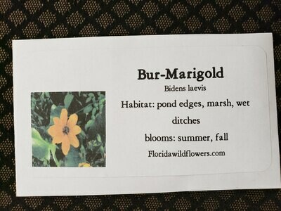 Burr Marigold (Bidens laevis)- Florida Native Wildflower Seeds
