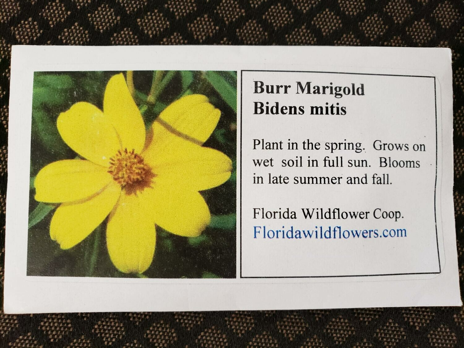 Burr Marigold (Bidens mitis)- Florida Native Wildflower Seeds