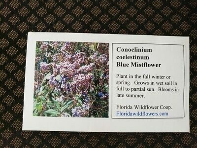 Blue Mistflower- Florida Native Wildflower Seeds