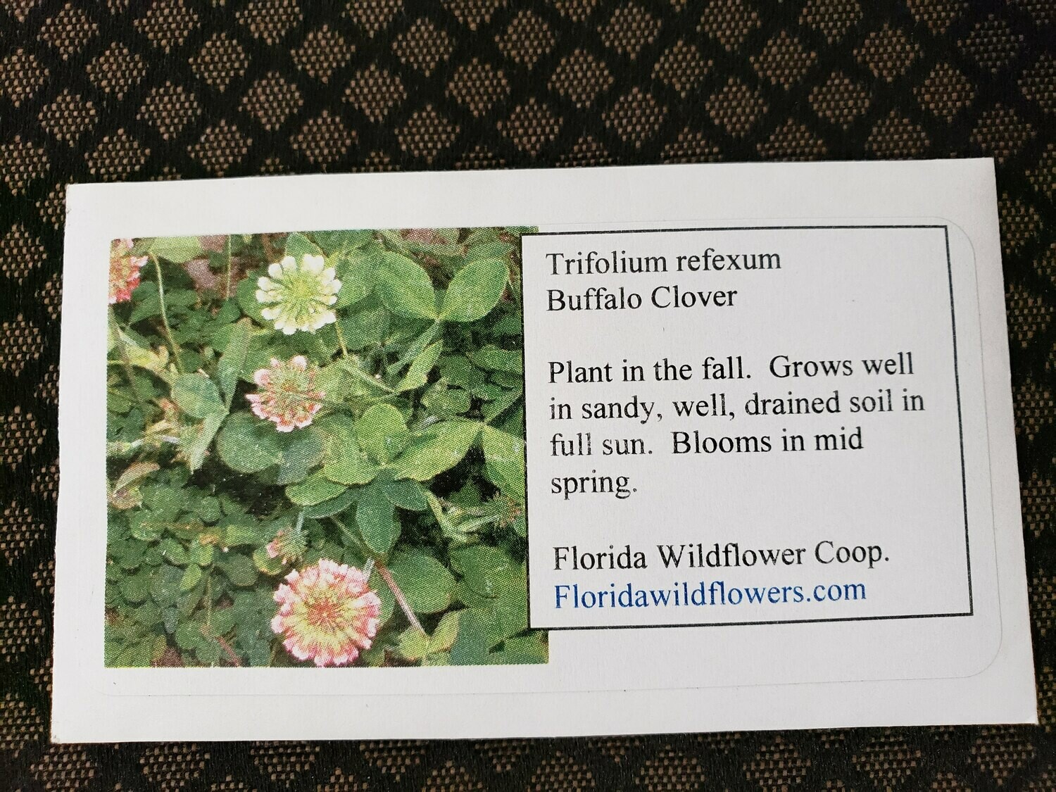 Buffalo Clover- Florida Native Wildflower Seeds