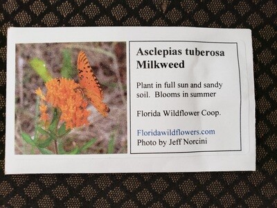 Butterfly Milkweed - Florida Native Wildflower Seeds