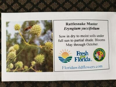 Button Rattlesnake Master- Florida Native Wildflower Seeds