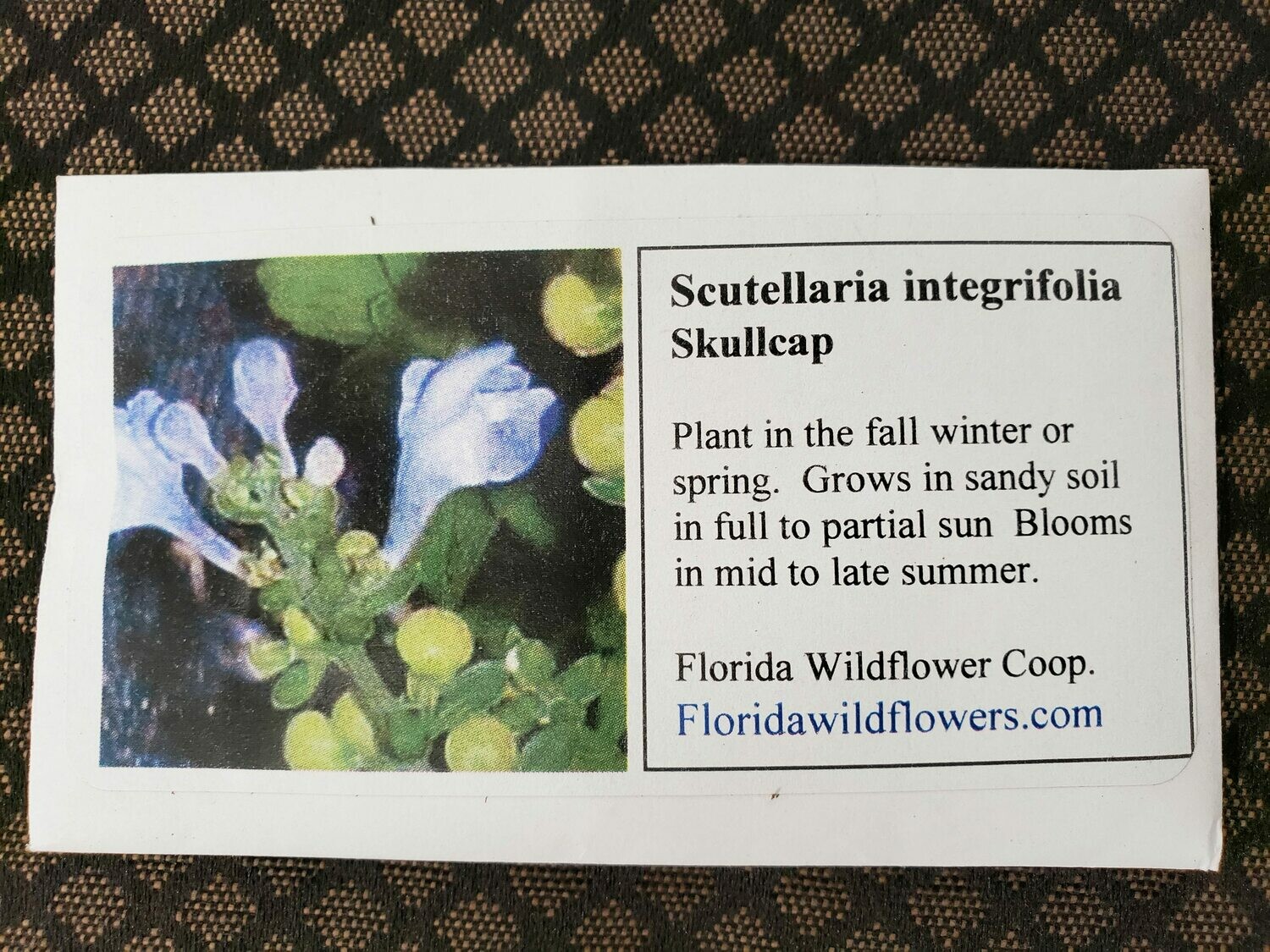 Common Skullcap- Florida Native Wildflower Seeds
