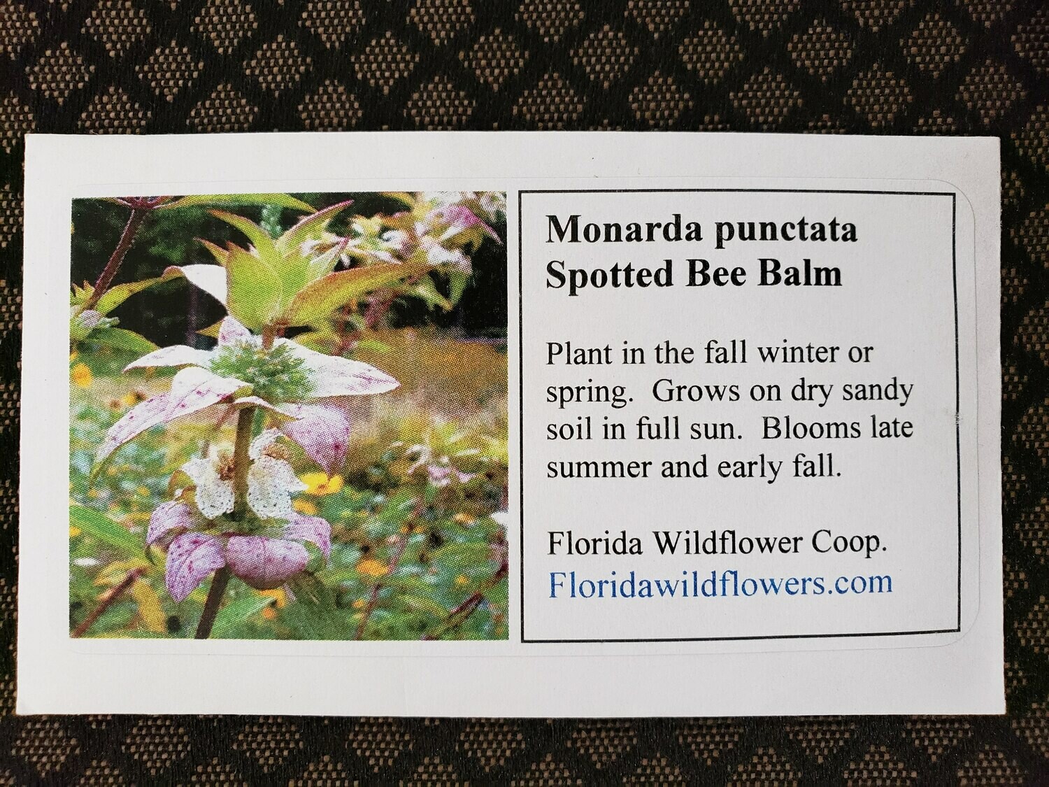 Dotted Horsemint (Bee Balm)- Florida Native Wildflower Seeds