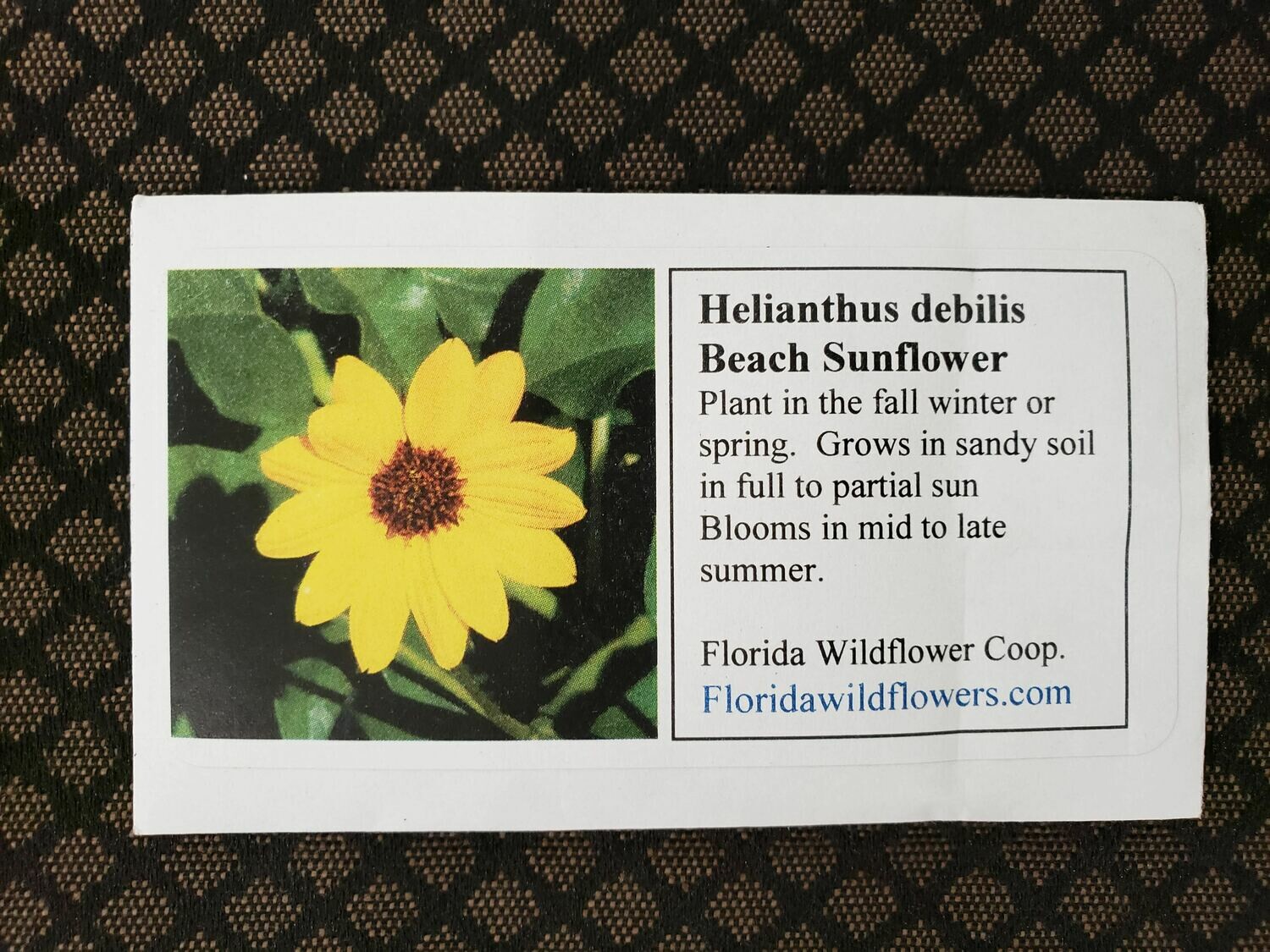 Dune Sunflower- Florida Native Wildflower Seeds