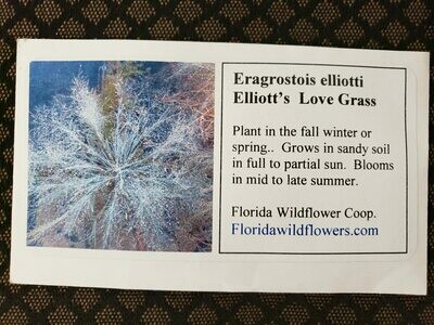 Elliott's Lovegrass- Florida Native Wildflower Seeds